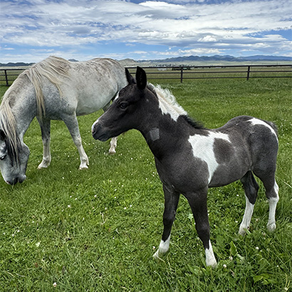 Foals 2024