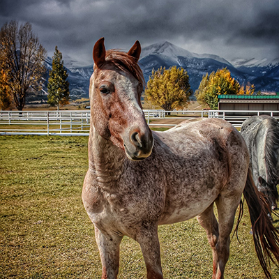 Nokota horses