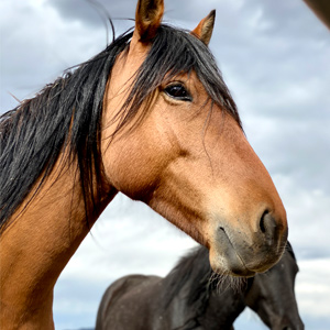 Nokota Horse