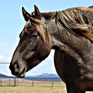 Nokota Horse