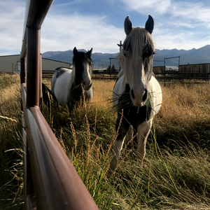 Nokota Horse